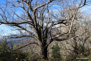 Castagni monte Fontane